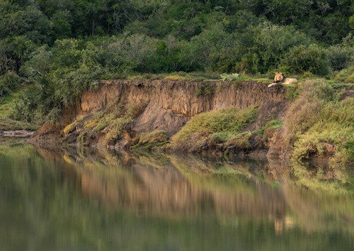 Male lion on the banks of the bushmans river Male lion on the banks of the bushmans river
